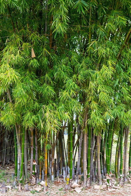 Bamboo tree in garden
