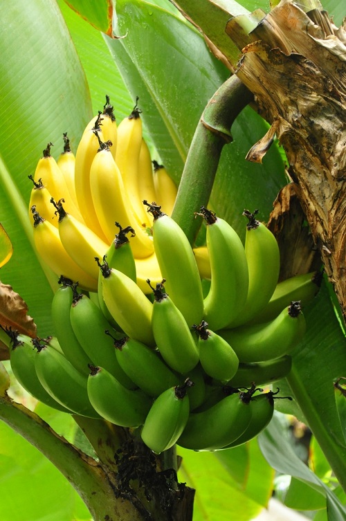 Banana tree Seasonal Fruits in October India