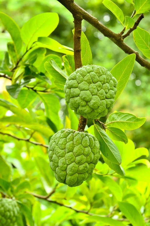 Fruit in India
