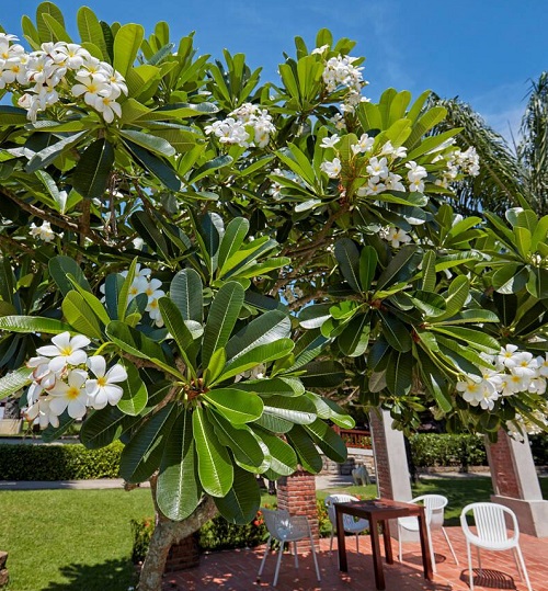 Frangipani tree in garden