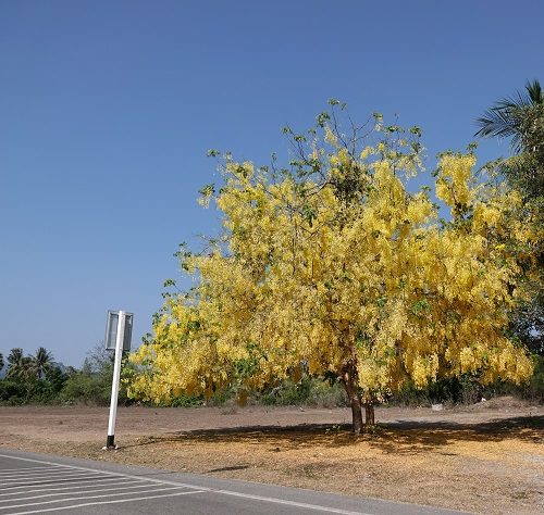 Common India Roadside  tree