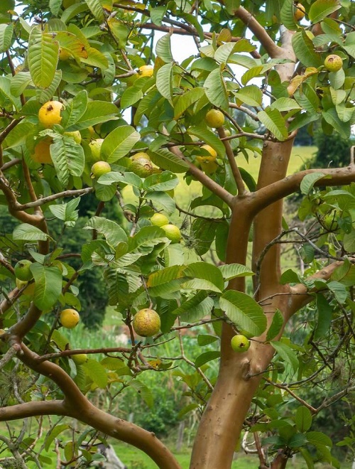 Guava Trees for Home in India