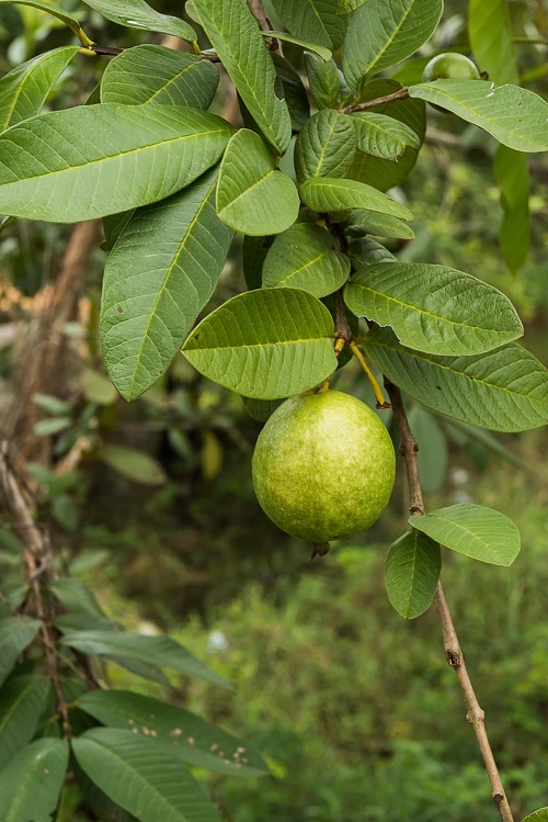 September Seasonal Fruit in India 1