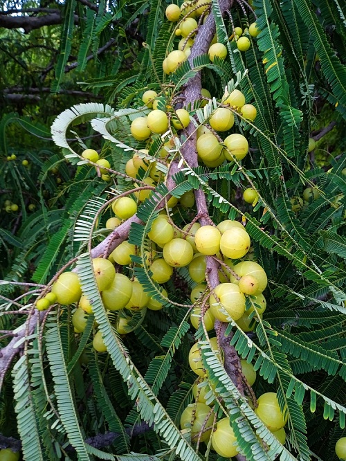 Indian Gooseberry Seasonal Fruits in February in India