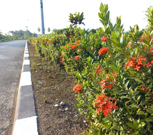 little flower Common Roadside Plants in India