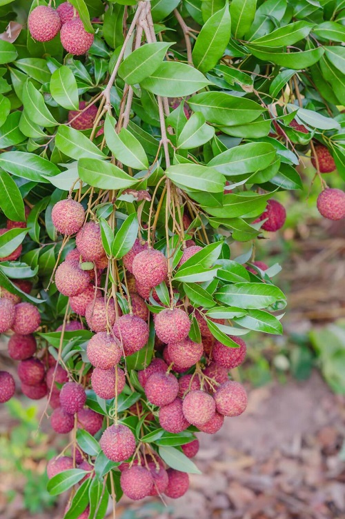 Monsoon Seasonal Fruits