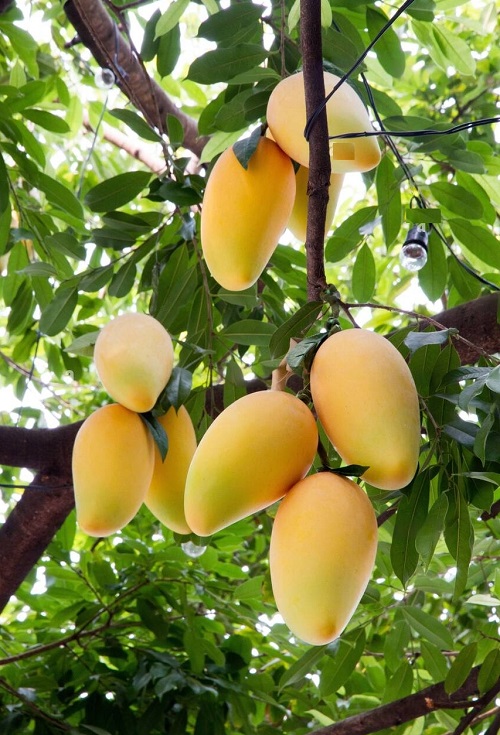 Seasonal Fruits in Maharashtra 1