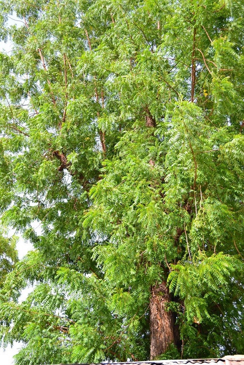 Outdoor Trees for Home in India 1