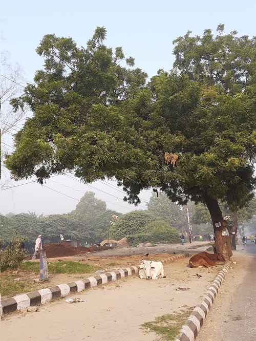 Common Roadside Trees in India
