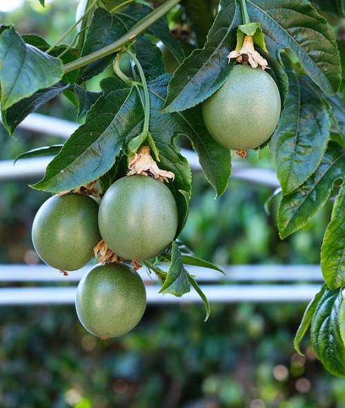 Passion Fruit Seasonal Fruits in October India