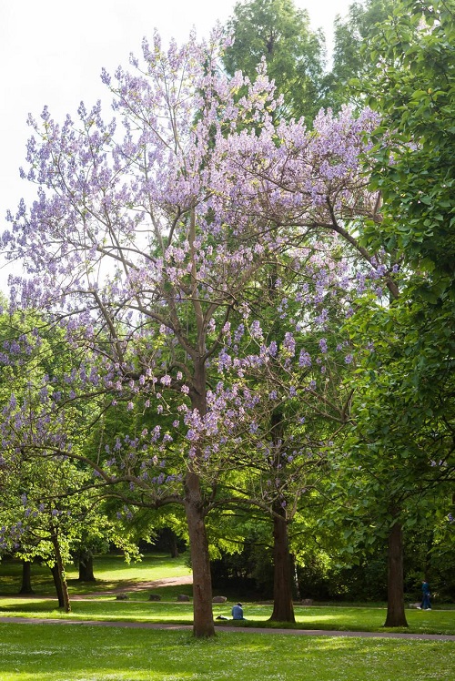 Paulownia flowering tree