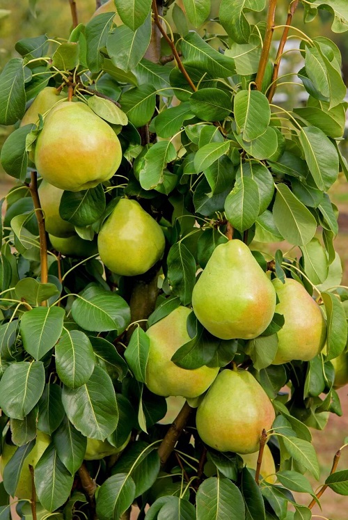 Pears tree