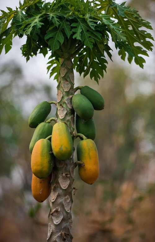 September Seasonal Fruit in India 3