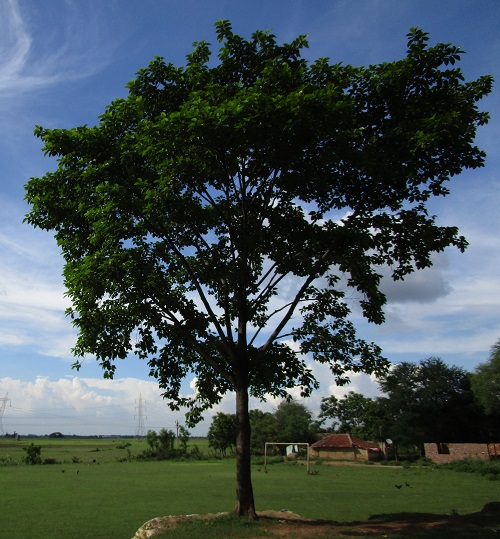 Shade trees in Maharashtra that grow quickly