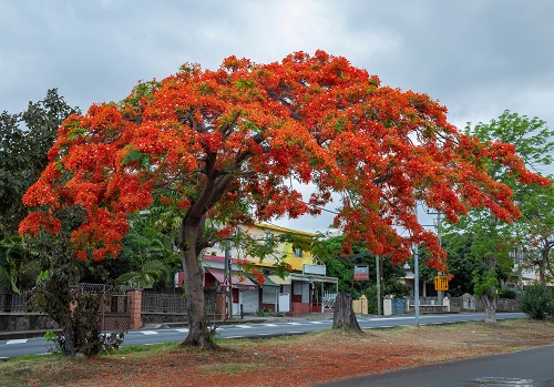 India Roadside  tree