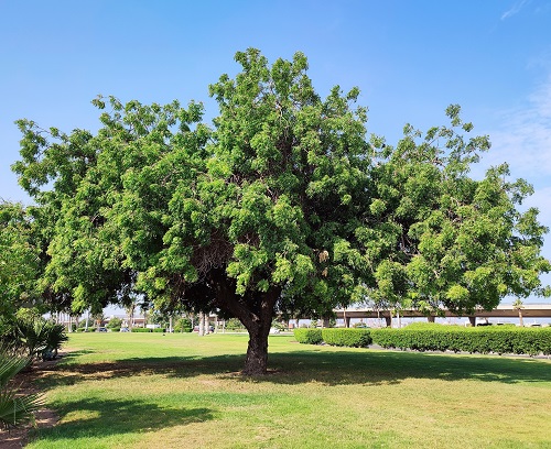 best Shade trees in Maharashtra that grow quickly
