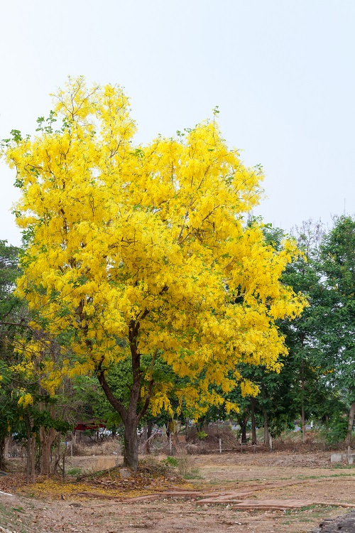 best Fast Growing Shade Trees in Maharashtra